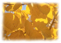 Leaves